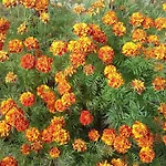 Klementine's House Skála Kallirákhis