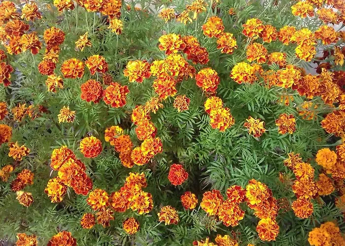 Klementine's House Skála Kallirákhis