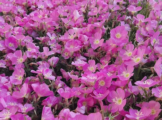 Apartament Klementine's House Skála Kallirákhis